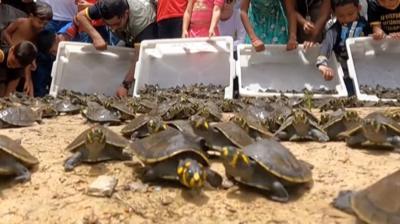 Turtles released in Brazil 