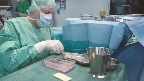 A doctor wearing a green surgical gown, mask and white gloves looks at pink-coloured patches of heart muscle in a metal tray, before carrying out surgery