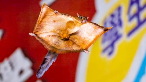 A flying squirrel in mid-air with an urban environment visible in the background