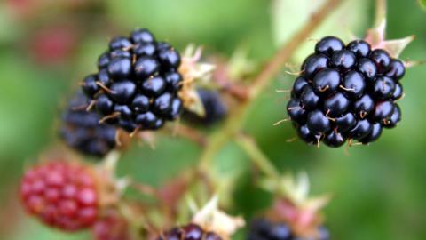 Blackberries growing on a plant. The two in focus in the foreground are ripe and dark purple. There are red, unripe blackberries out of focus in the background.