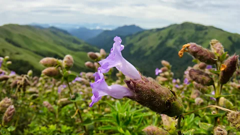 The Neelakurinji flower blooms every 12 years in Kerala