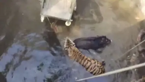 Tiger and boar stuck in a well