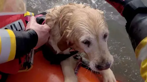 A golden retriever dog who is soaking wet, as she is dragged out of the water by the hand of a lifeboat crew member. Below her you can see the sea and the red lifeboat dingy.