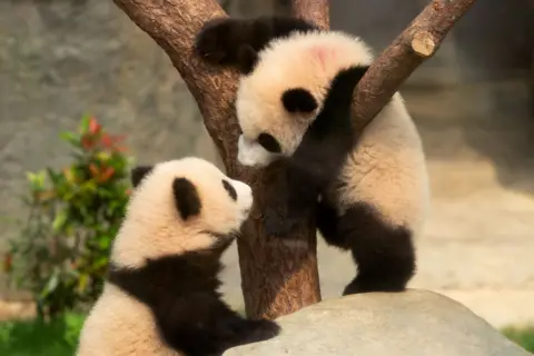 Pair of cub pandas playing on tree 