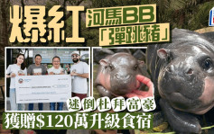 泰國河馬BB「彈跳豬」紅遍全球  杜拜富豪贈120萬元升級食宿