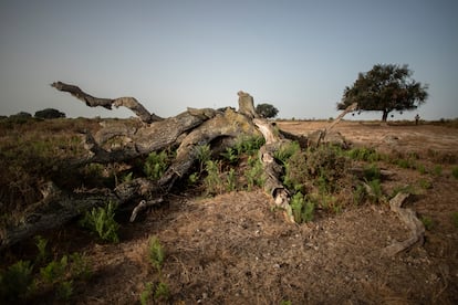 Un ejemplar de alcornoque del Parque Parque Nacional de Doñana muerto por la falta de agua.