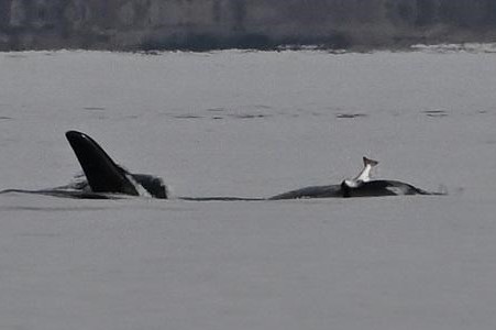 Orca wears dead salmon hat, Puget Sound