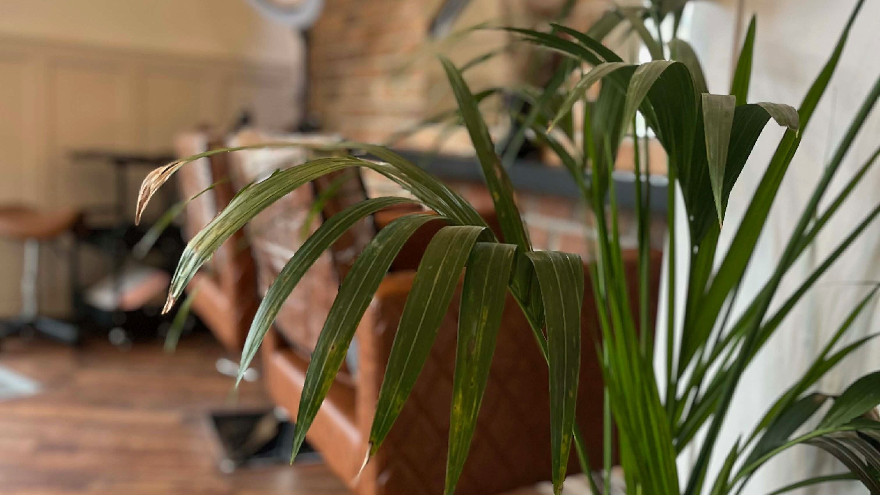Close-up of lush green plant at Barebloomnails_ in Liversedge, England, GB, enhancing a serene ambiance.