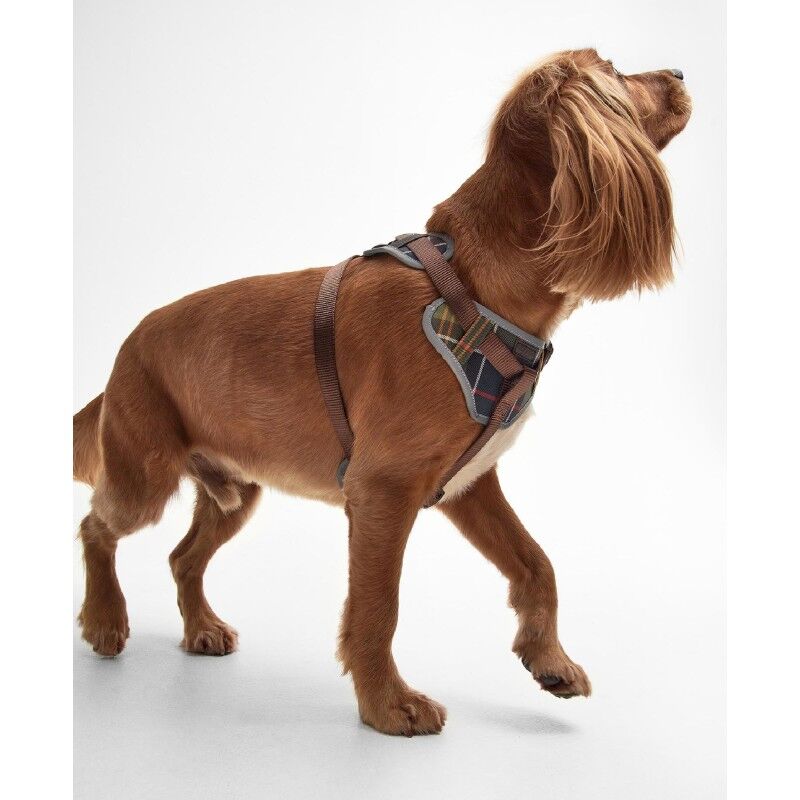 Fully Adjustable Harness - Arnés para perro