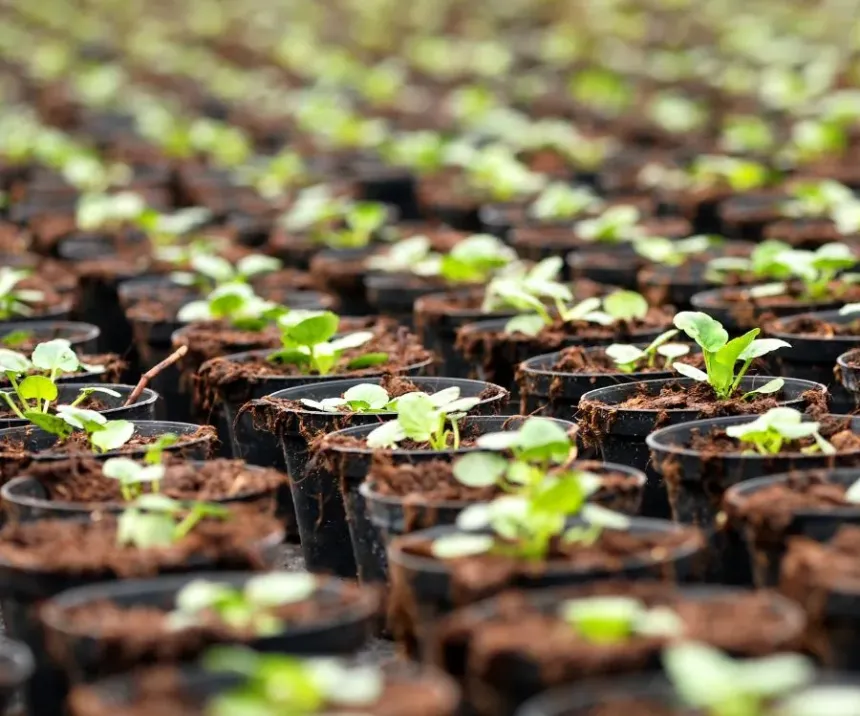 What Are the Differences between Seeds and Seedlings?