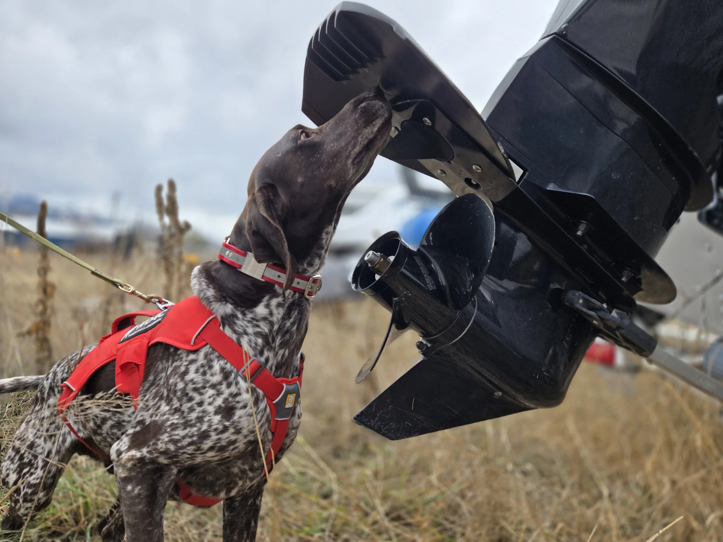 Dog wearing a red harness and collar sniffing boating motor on a grassy field with boats in the background.