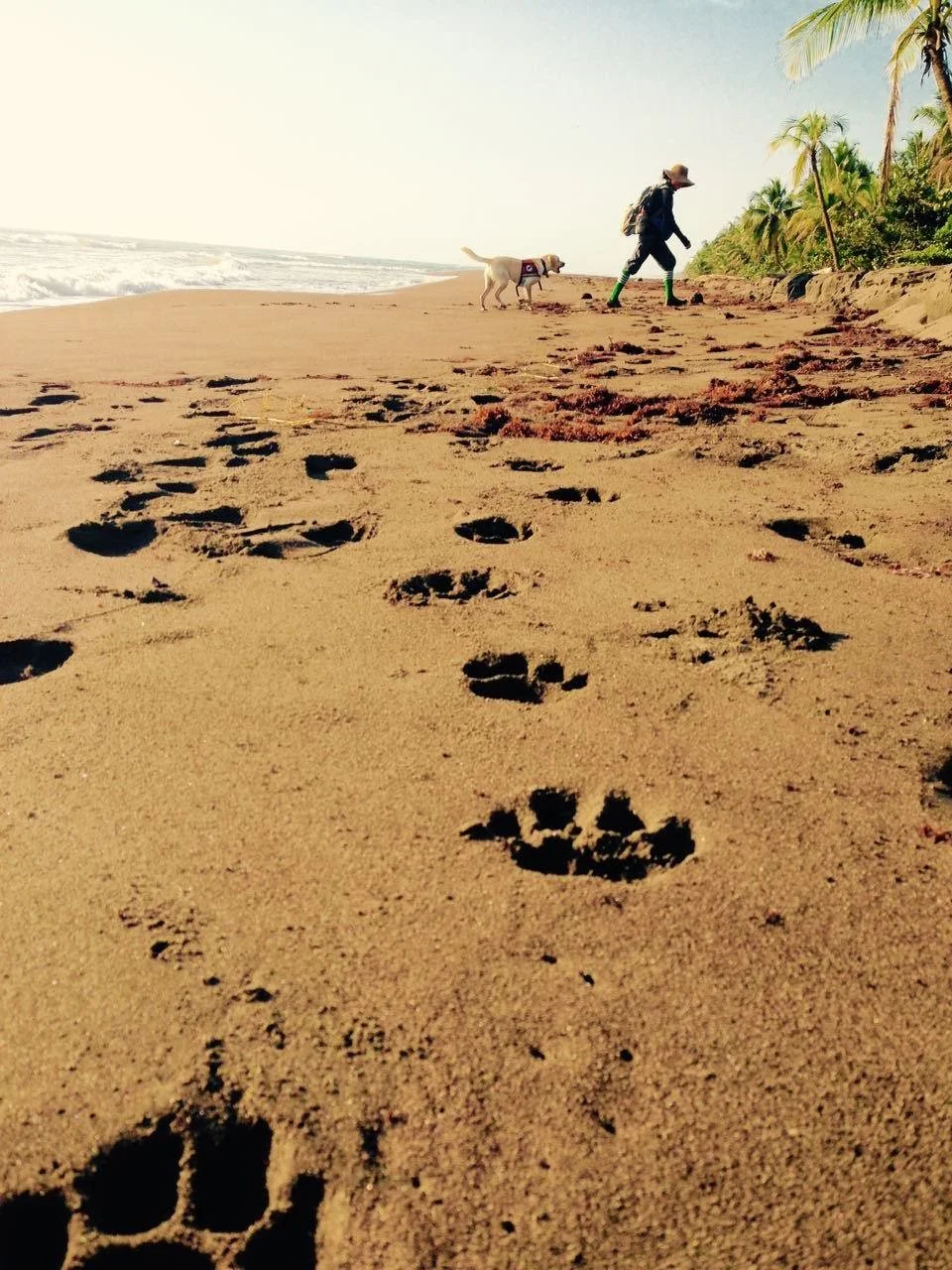 Footprints in the sand on a beach with a person and dog walking along the shore, palm trees in the background.