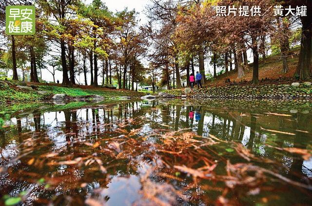 羅東運動公園落羽松美景。照片提供／黃大罐