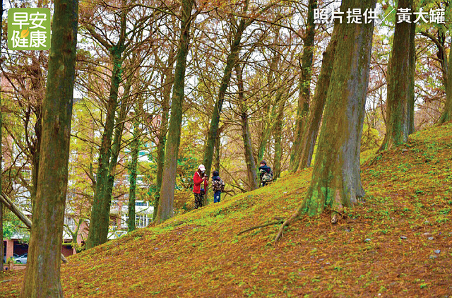 羅東運動公園落羽松吸引不少遊客。照片提供／黃大罐