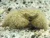 Scientists find new “Fluffy” crab species in Australia