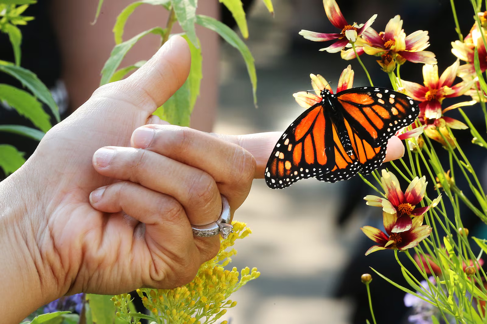 The monarch butterfly is in trouble. Will the government help?
