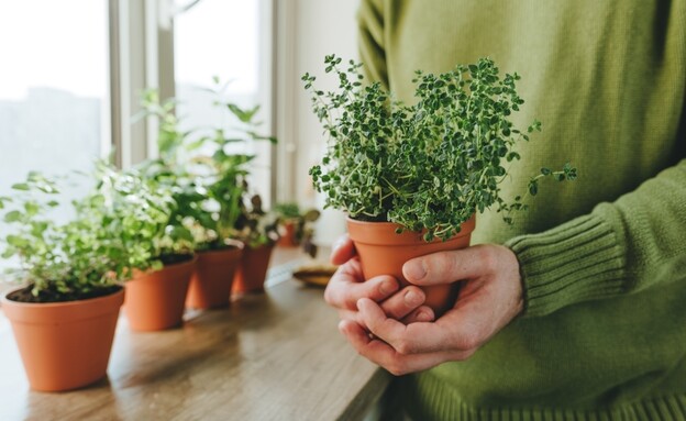 טימין (צילום: shutterstock_Lithiumphoto)