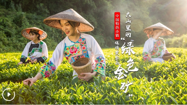 中国特色小镇丨湘西保靖黄金茶：大山里的“绿色金矿��?