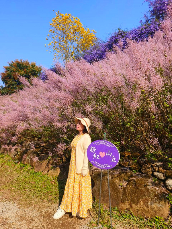 南投賞花景點|中寮粉紅山丘麝香木秘境,6000坪瑰蜜甜心玫瑰園 瑰蜜甜心玫瑰園