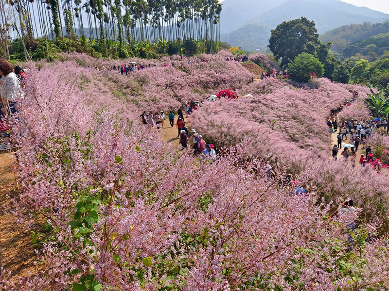 南投賞花景點|中寮粉紅山丘麝香木秘境,6000坪瑰蜜甜心玫瑰園 瑰蜜甜心玫瑰園
