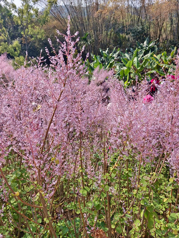 南投賞花景點|中寮粉紅山丘麝香木秘境,6000坪瑰蜜甜心玫瑰園 瑰蜜甜心玫瑰園