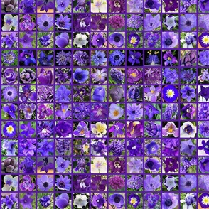 Snowcatcher's Small Purple Garden by snowcatcher Snowcatcher's Small Purple Garden