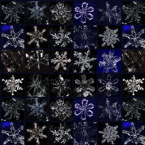 Snowcatcher Real Snowflakes III by snowcatcher Snowcatcher Real Snowflakes III