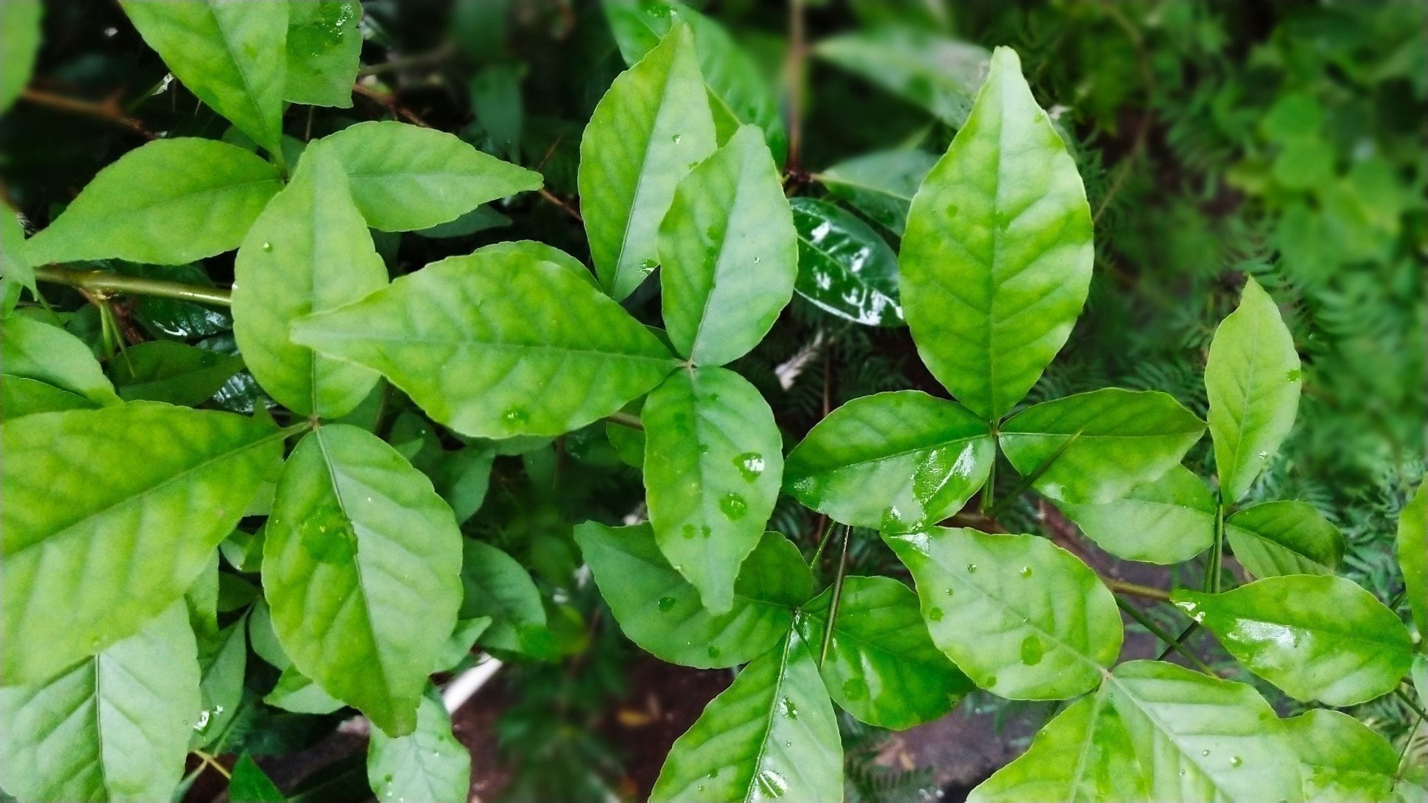 Bel Patra Plant