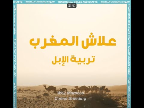 تربية الابل