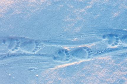 Reisen: Spuren eines Eisbären