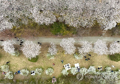 Spring flower festival in Seoul