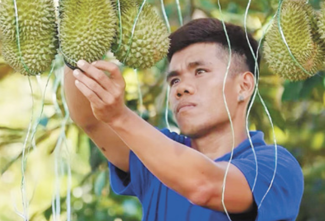 马来西亚榴莲用上中国扫描技��?