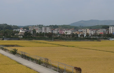 秋日“丰”景美如��?