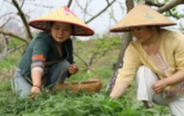 宁远：春到田野采嫩艾 村民巧做艾叶粑