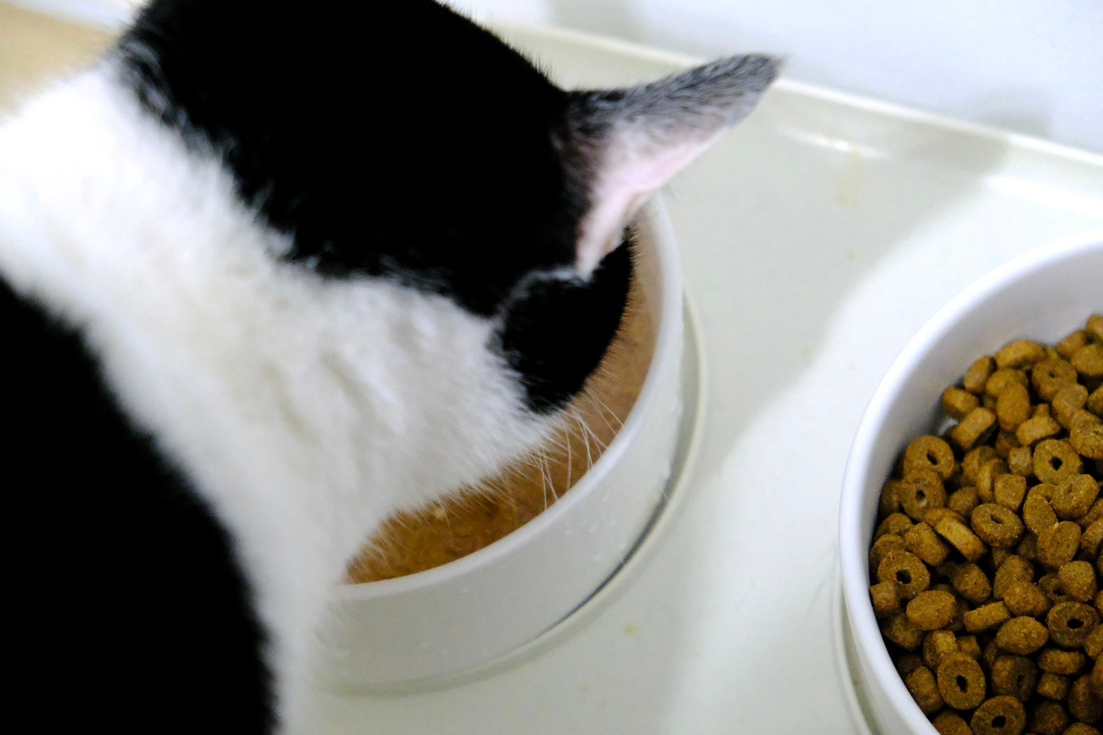 🐱 貓咪瘋狂愛吃！臭貓動物園傻派主食罐開箱，5款人氣口味完整