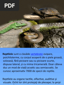 Clasa Reptilia