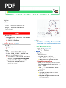 Pons Anatomy - Medicosis Perfectionalis Notes
