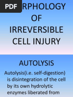 Morphology of Irreversible Cell Injury