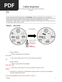 Answer Key Cellular Respiration Pogil