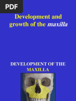 4 - Maxilla Development