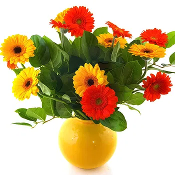 Amsterdam flowers  -  Vase arrangement of colourful gerberas Flower Delivery