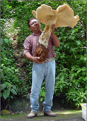 jamurbesarbanget giant mushroom