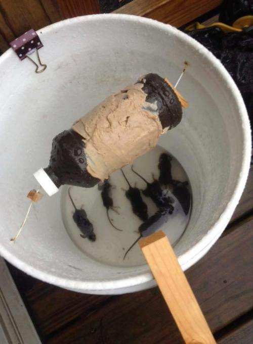 perangkap tikus sederhana