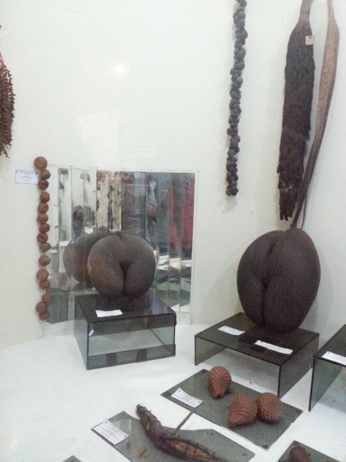 Museum Etnobotany Bogor, Herbarium Bogoriensis.