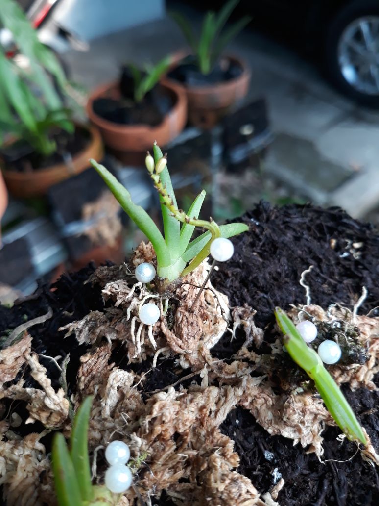 Anggrek Spesies Mini Asli Indonesia