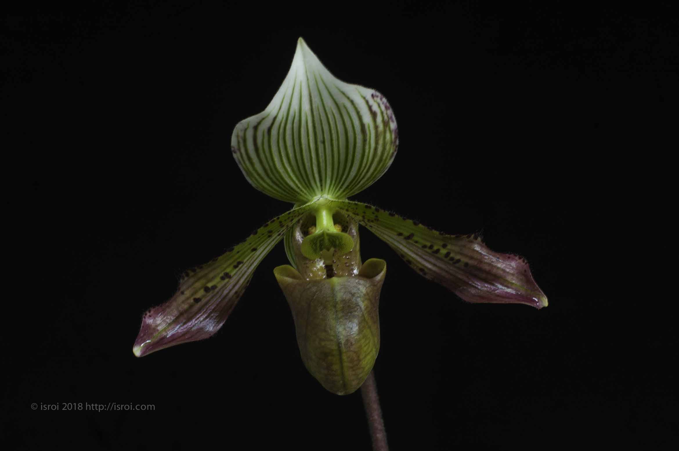 Anggrek kantong spesies Paphiopedilum agusii