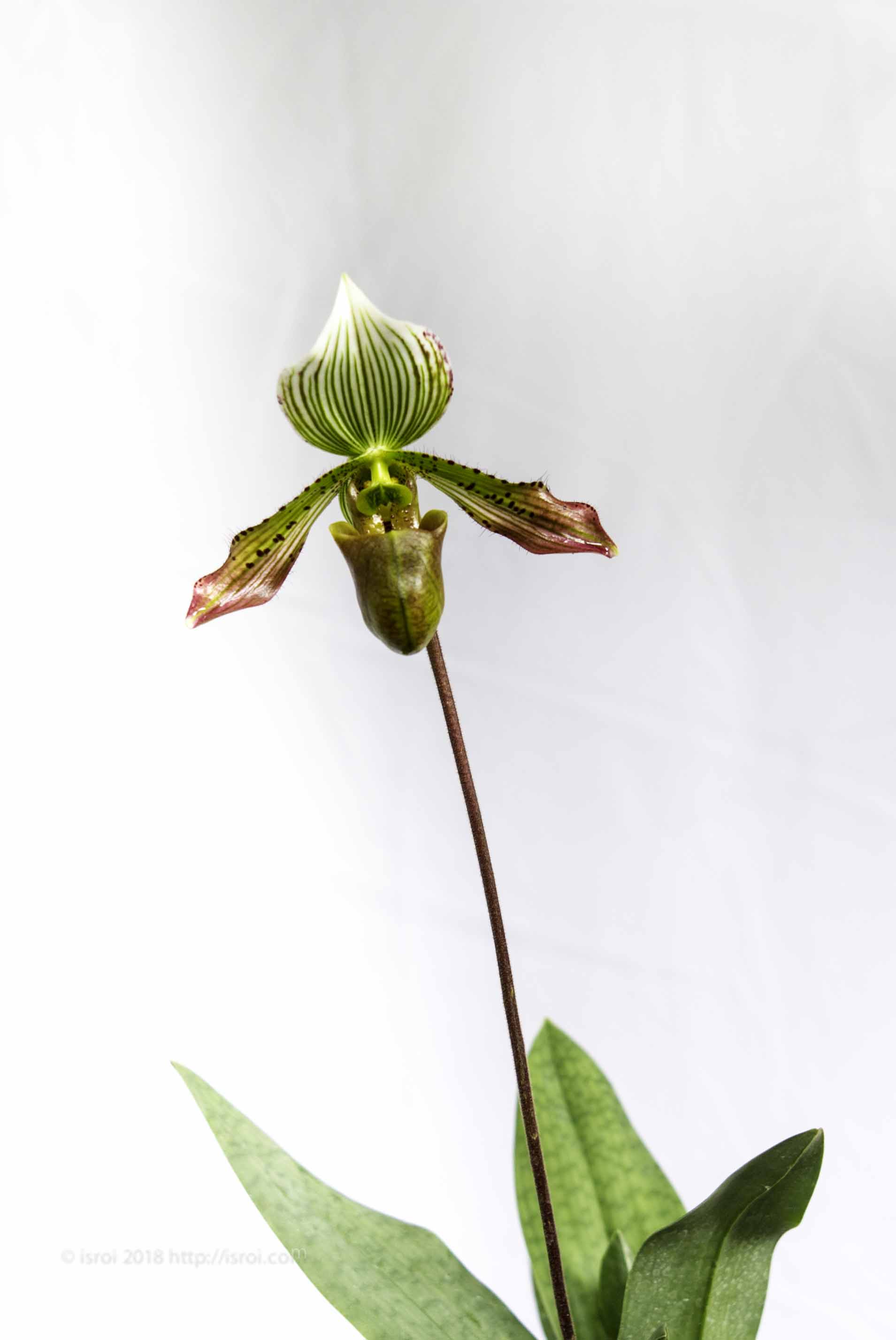 Anggrek kantong spesies Paphiopedilum agusii