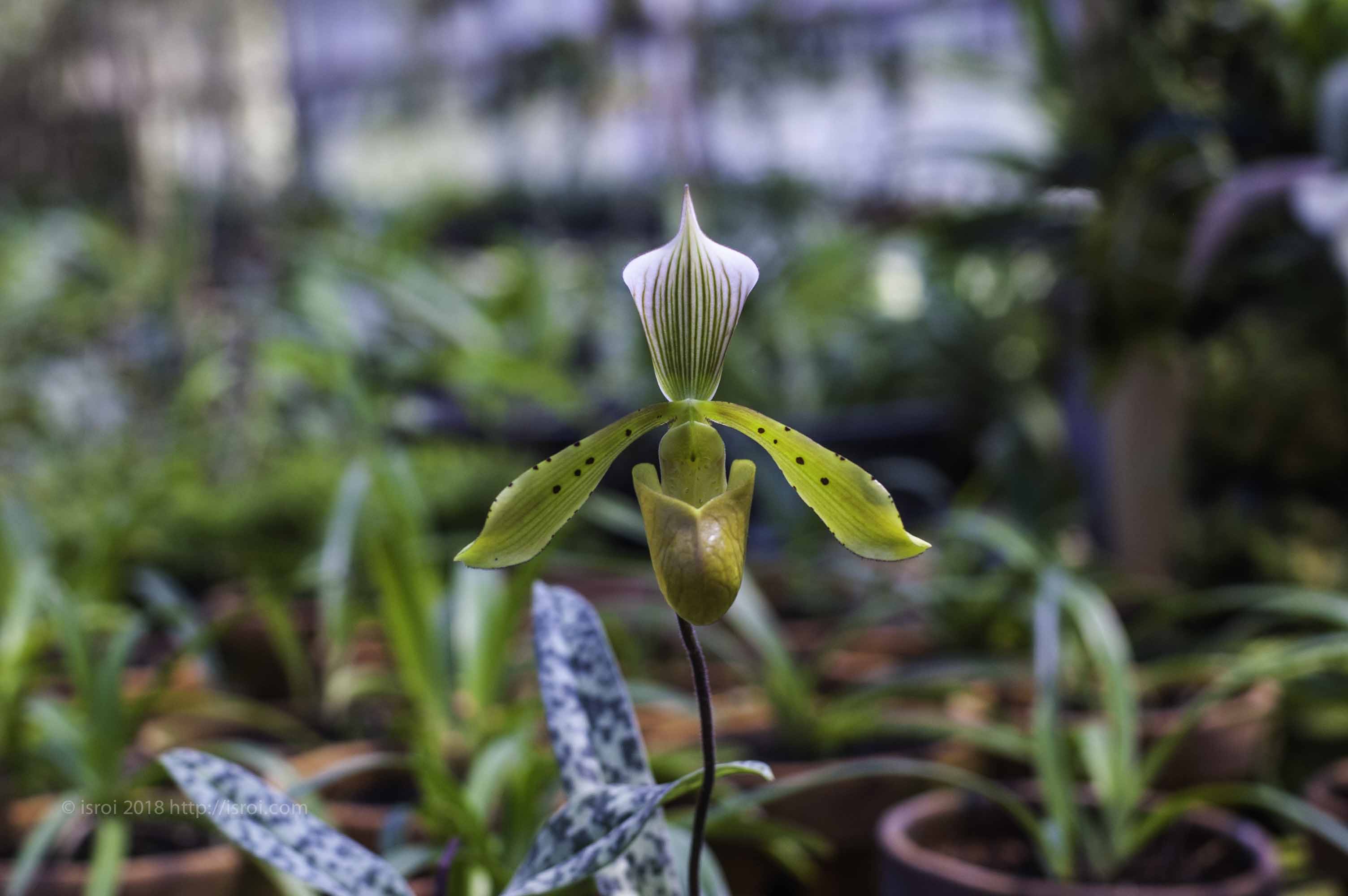 Anggrek kantong spesies Indonesia Paphiopedilum tonsum