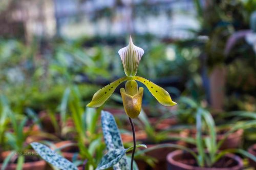 Anggrek kantong spesies Indonesia Paphiopedilum tonsum