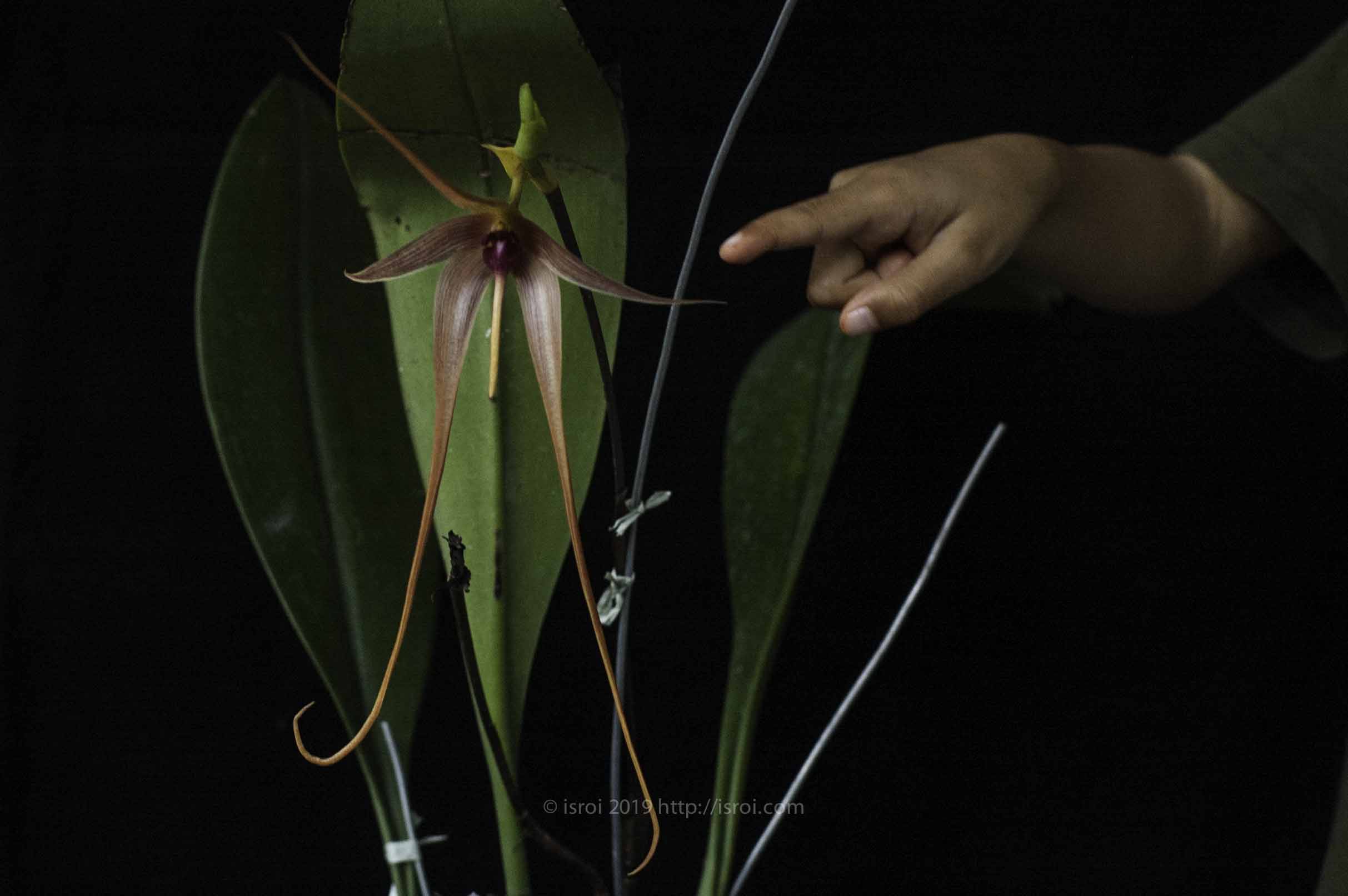 Anggrek spesies Indonesia Bulbophyllum echinolabium dari Maluku